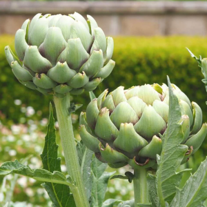 Artichoke 2gm Seeds (0049)